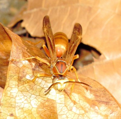 Fuscatus Group Paper Wasp Species
