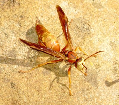 Fuscatus Group Paper Wasp Species