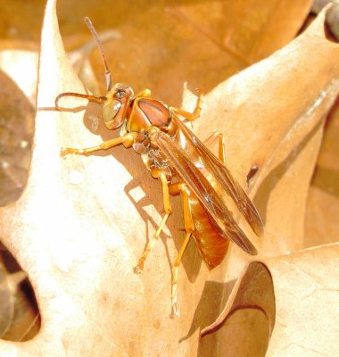 Fuscatus Group Paper Wasp Species
