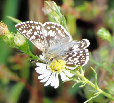 Common Checkered Skipper