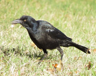Great-Tailed Grackle