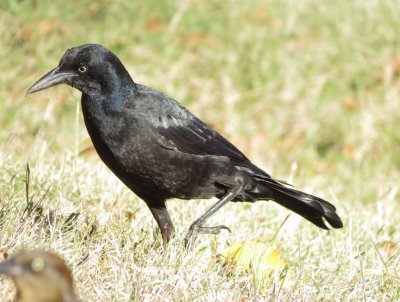 Great-Tailed Grackle