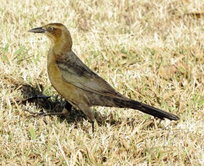 Great-Tailed Grackle