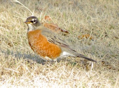 American Robin
