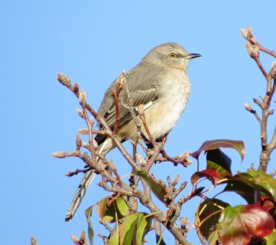 Northern Mockingbird
