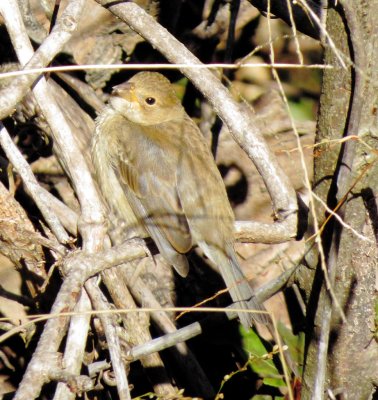 Indigo Bunting