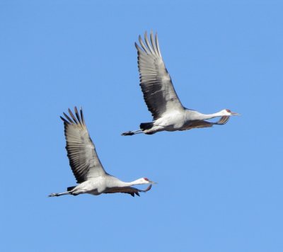 Sandhill Crane