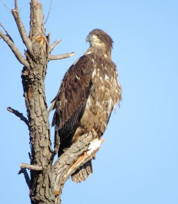 Bald Eagle