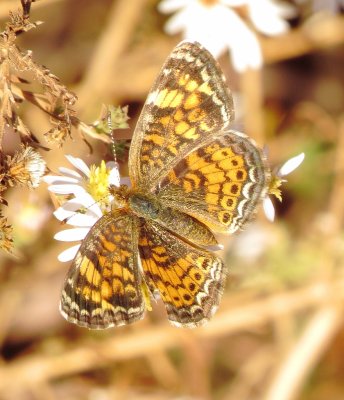 Pearl Crescent