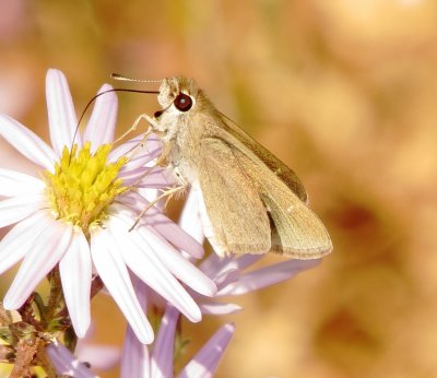 Eufala Skipper