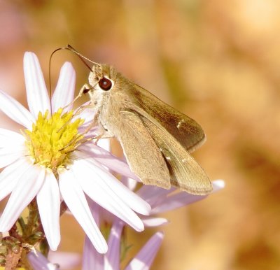 Eufala Skipper