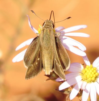 Eufala Skipper