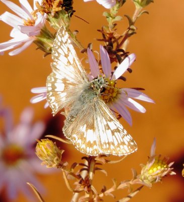 Common Checkered Skipper