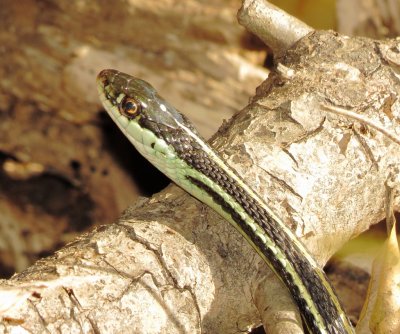 Western Ribbon Snake