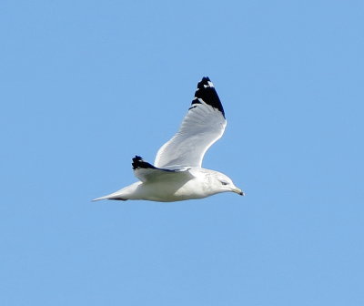 Ring-Billed Gull