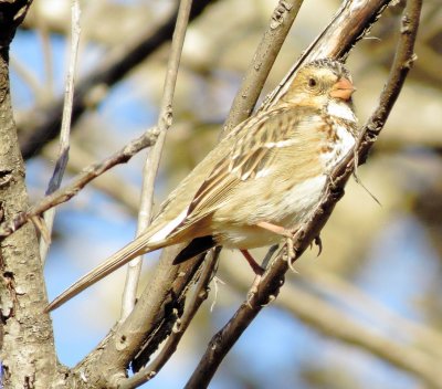 Harris's Sparrow