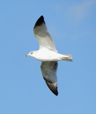 Ring-Billed Gull