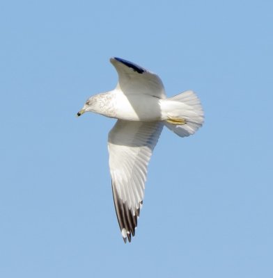 Ring-Billed Gull