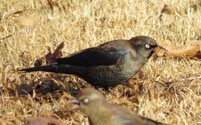 Rusty Blackbird