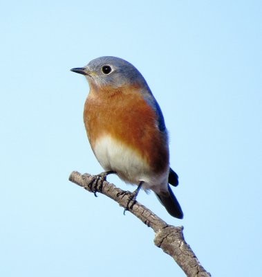 Eastern Bluebird
