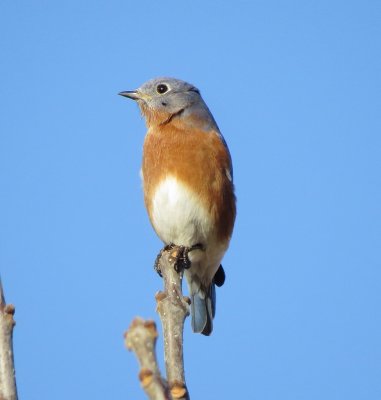 Eastern Bluebird