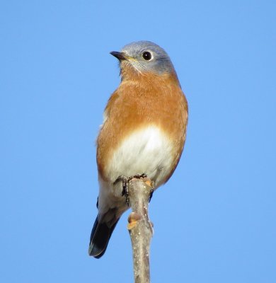 Eastern Bluebird