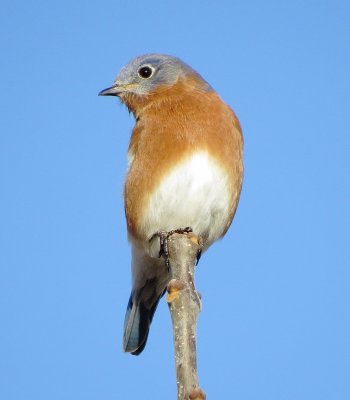 Eastern Bluebird