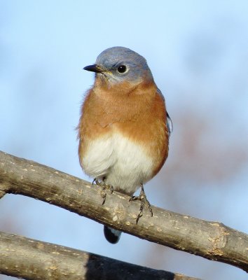 Eastern Bluebird