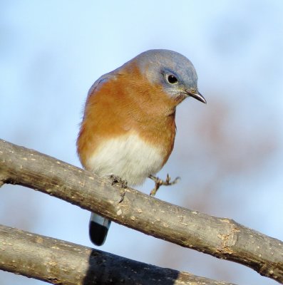 Eastern Bluebird