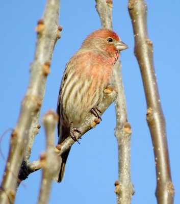 House Finch