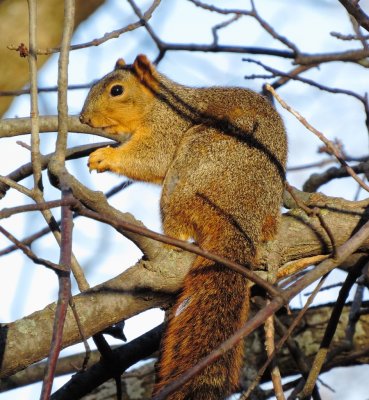 Eastern Fox Squirrel