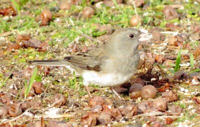 Dark-Eyed Junco