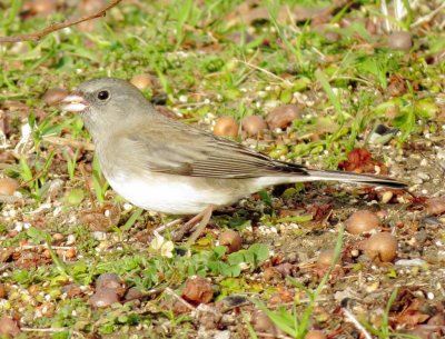 Dark-Eyed Junco