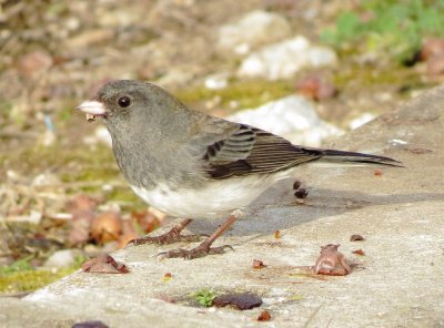 Dark-Eyed Junco