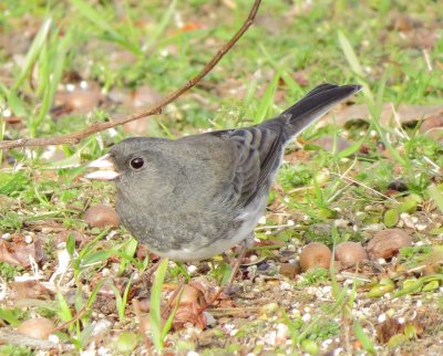 Dark-Eyed Junco