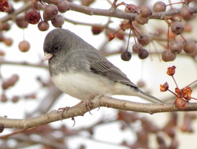 Dark-Eyed Junco