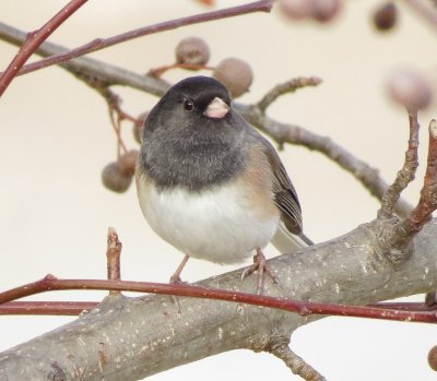 Dark-Eyed Junco