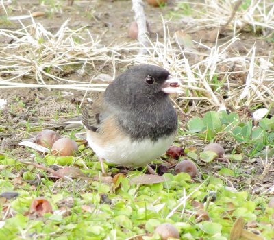 Dark-Eyed Junco