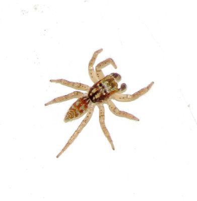 Dimorphic Jumping Spider