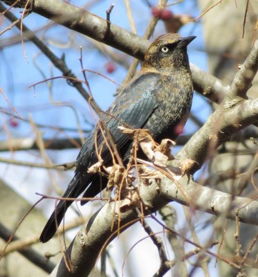 Rusty Blackbird