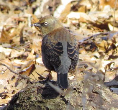 Rusty Blackbird