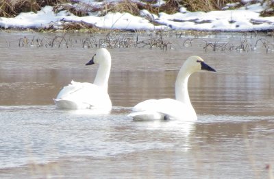 Tundra Swan