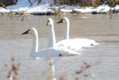 Tundra Swan