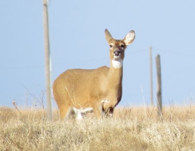White-Tailed Deer