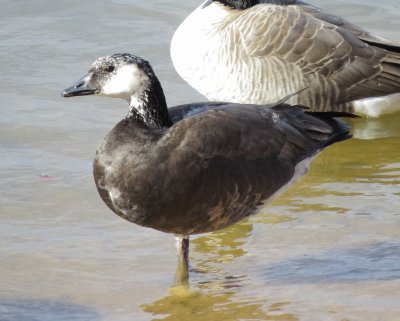 Possible Canada X Barnacle Goose