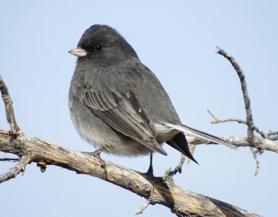 Dark-Eyed Junco