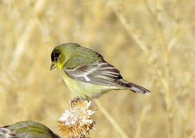 Lesser Goldfinch