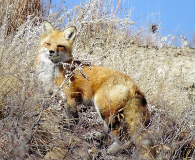 Red Fox