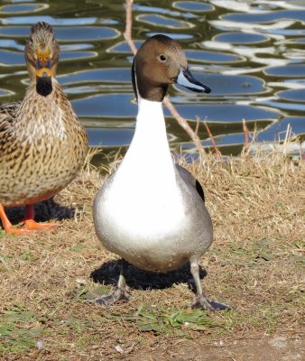 Northern Pintail
