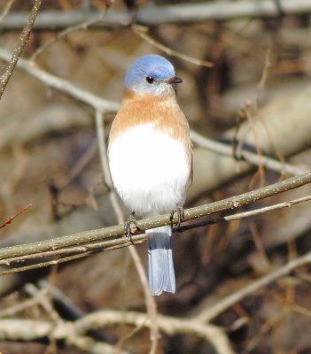 Eastern Bluebird